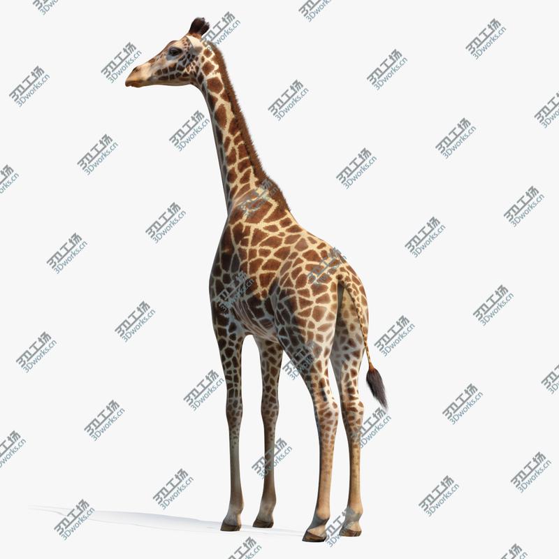 images/goods_img/2021040232/3D Giraffe Standing Pose Fur 3D Model/1.jpg
